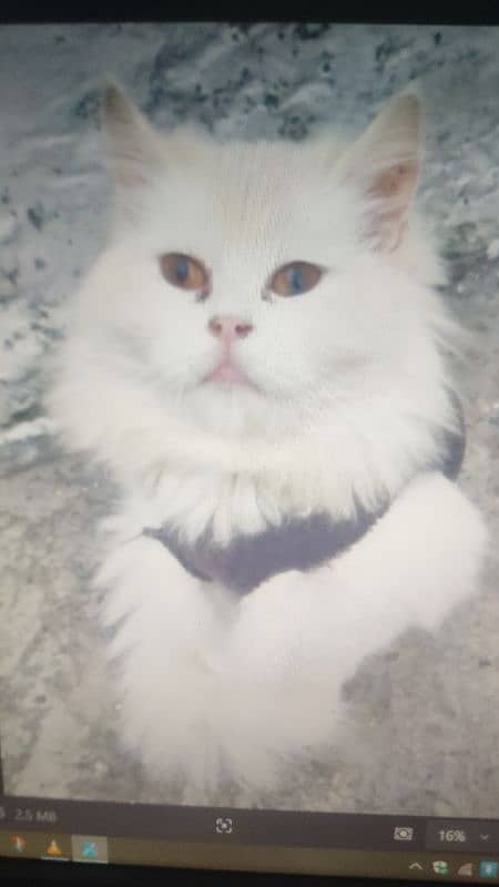 Persian triple coated female sweet cat. 3