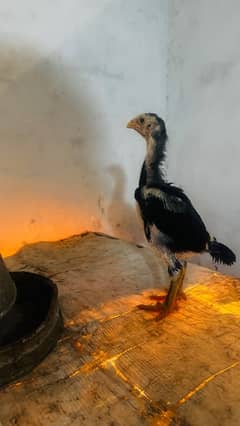 Ring bird aseel shamo female chicks| black shamo chicks|o shamo chicks