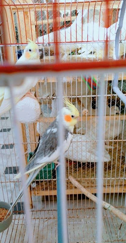 Birds for sale! 14