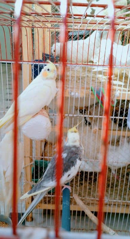 Birds for sale! 15