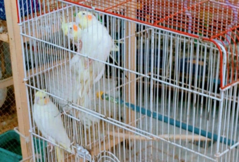 Birds for sale! 17