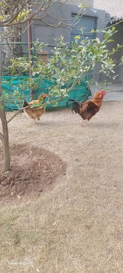 Frizzle Pair Chicken Available for Sale in islamabad