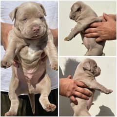 pocket American bully dog puppies available for sale