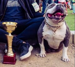 pocket American bully dog puppies available for sale