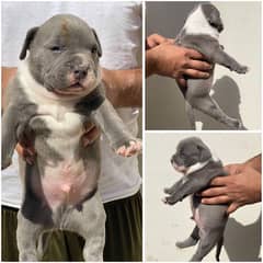 pocket American bully dog puppies available for sale