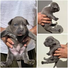 pocket American bully dog puppies available for sale