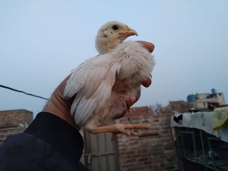 Chicks available for sale 0