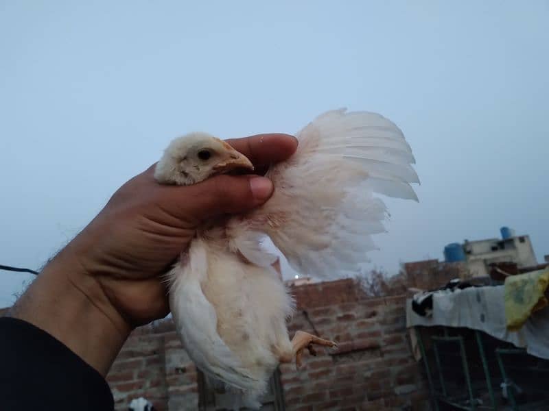 Chicks available for sale 1