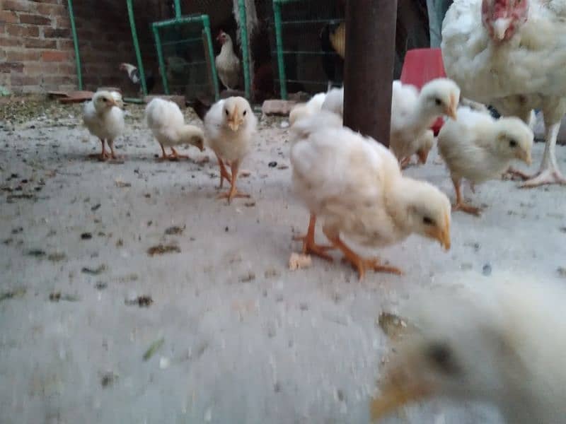 Chicks available for sale 2