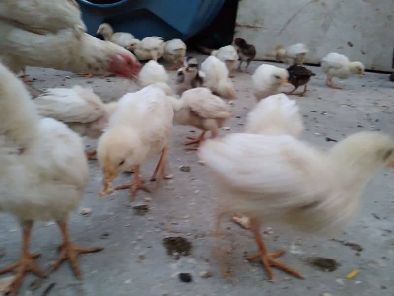 Chicks available for sale 3