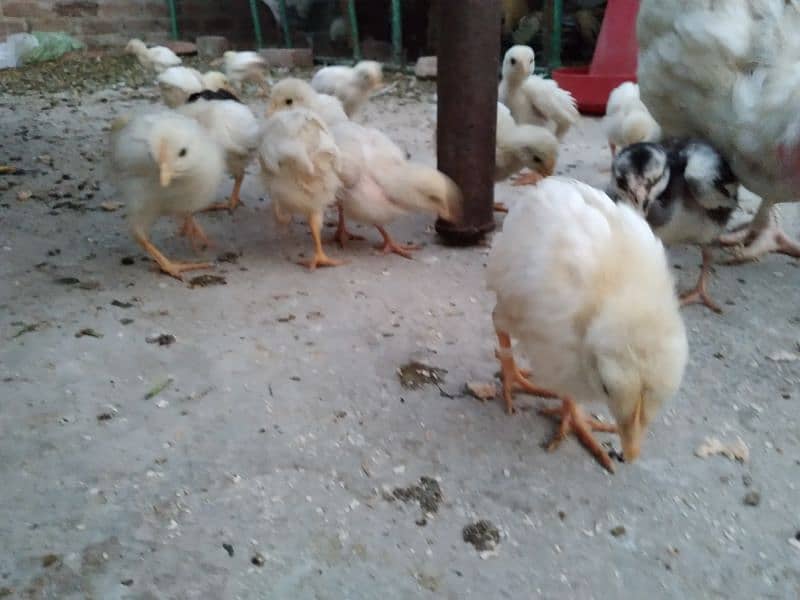 Chicks available for sale 4