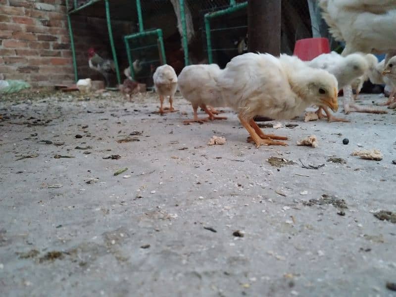 Chicks available for sale 5