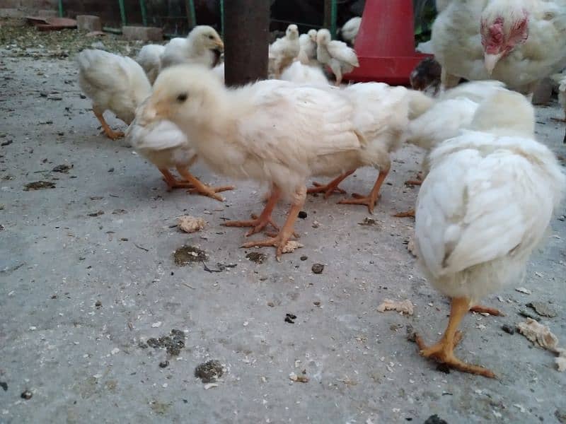 Chicks available for sale 6