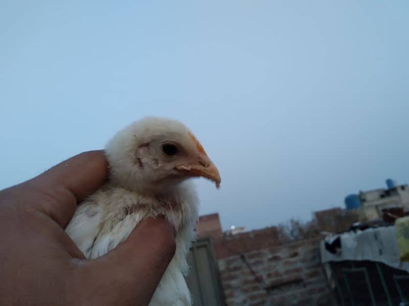 Chicks available for sale 8