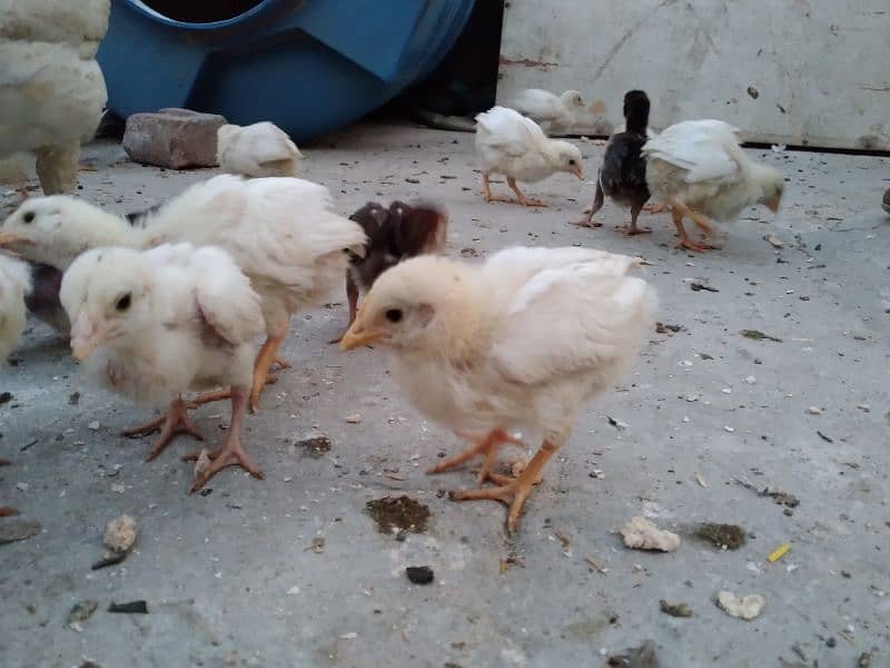 Chicks available for sale 10