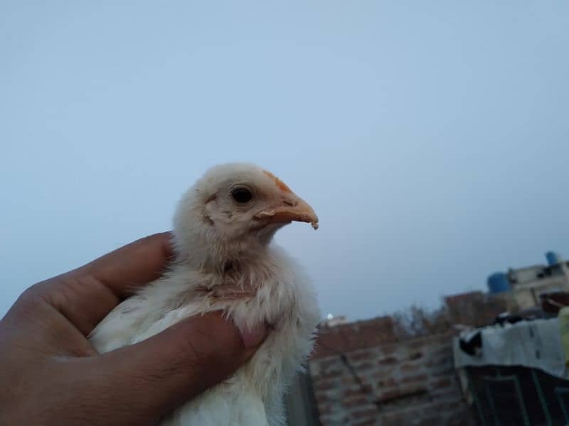 Chicks available for sale 11