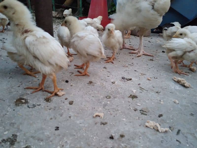 Chicks available for sale 12