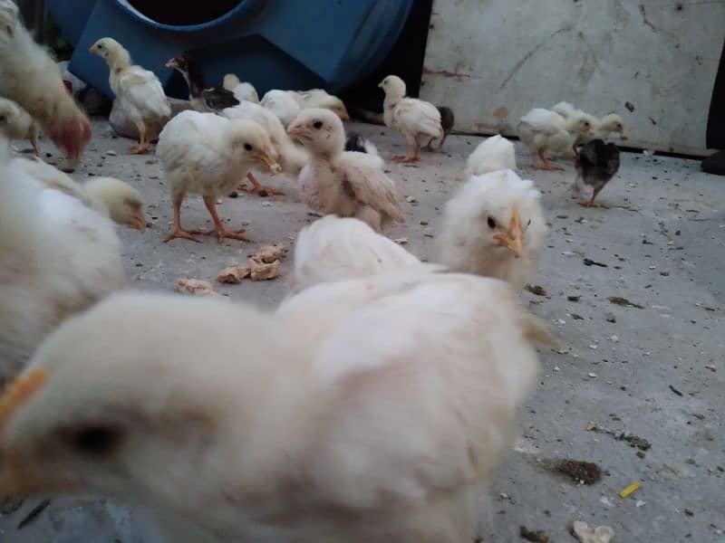 Chicks available for sale 13