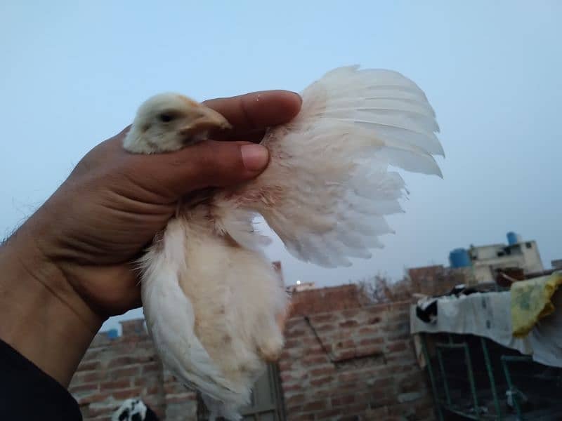 Chicks available for sale 14