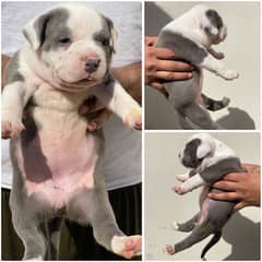 pocket American bully