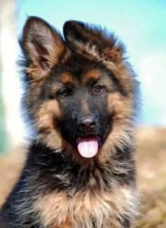 German Shepherd puppy | Long Coat For Sale |03463649736 WhatsApp