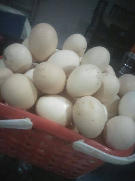 Desi Aseel Eggs 0