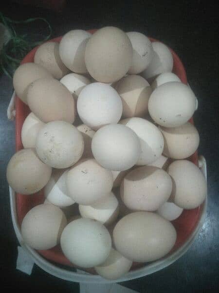 Desi Aseel Eggs 1