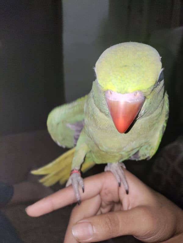 raw parrot 0