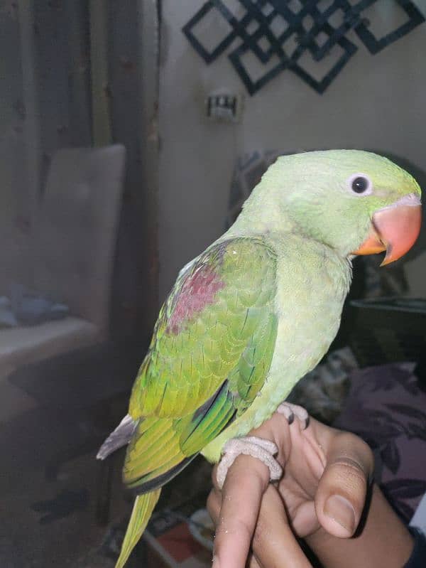 raw parrot 2