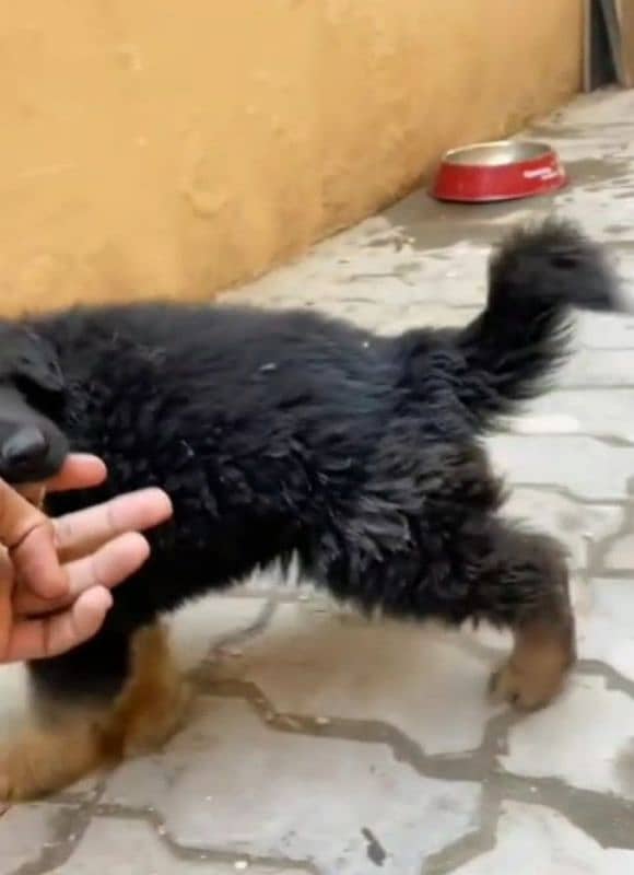 German Shepherd puppy | Long Coat For Sale |03463649736 WhatsApp 2