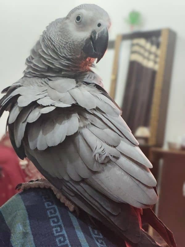 tame female grey parrot 4