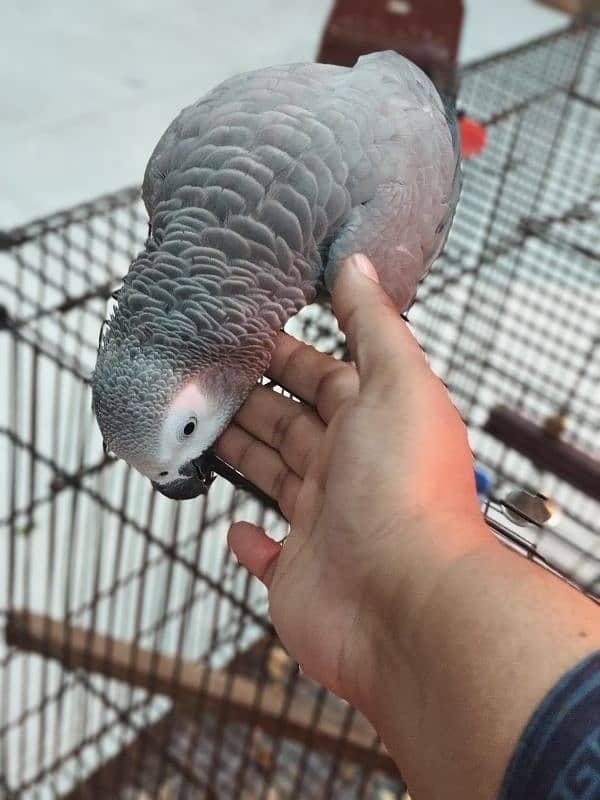 tame female grey parrot 7