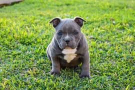 American bully puppies available