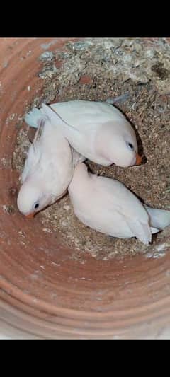 ALBINO SPLIT INO PAIR