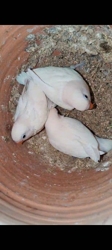 ALBINO SPLIT INO PAIR 0