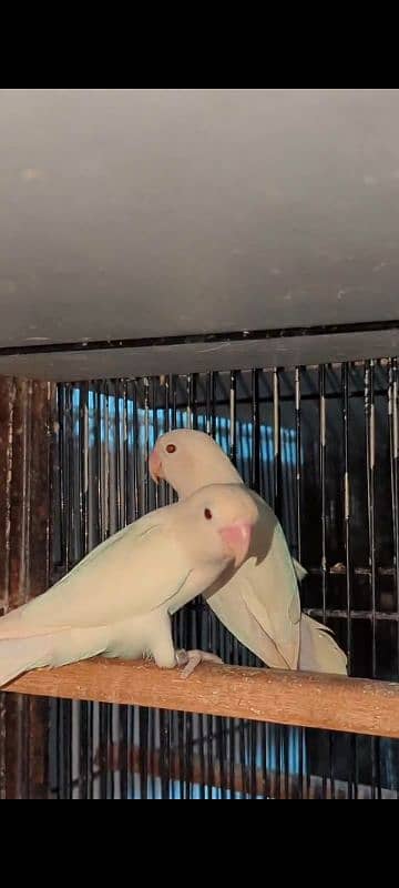 ALBINO SPLIT INO PAIR 2