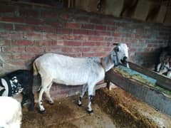 Goat for sale