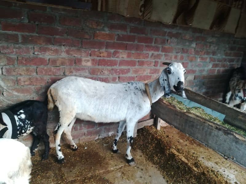 Goat for sale 0