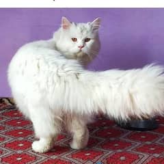 Persian male for sale 9 month with good health