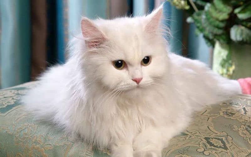 Persian male for sale 9 month with good health 1