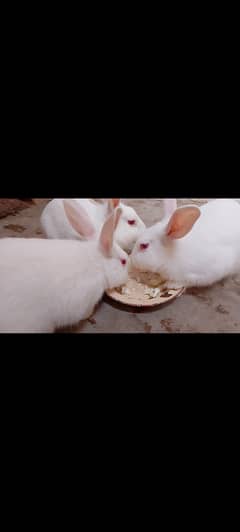 3 rabbit 2 male 1 female