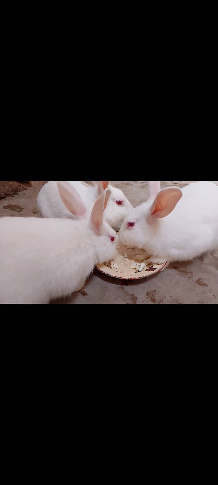 3 rabbit 2 male 1 female 0