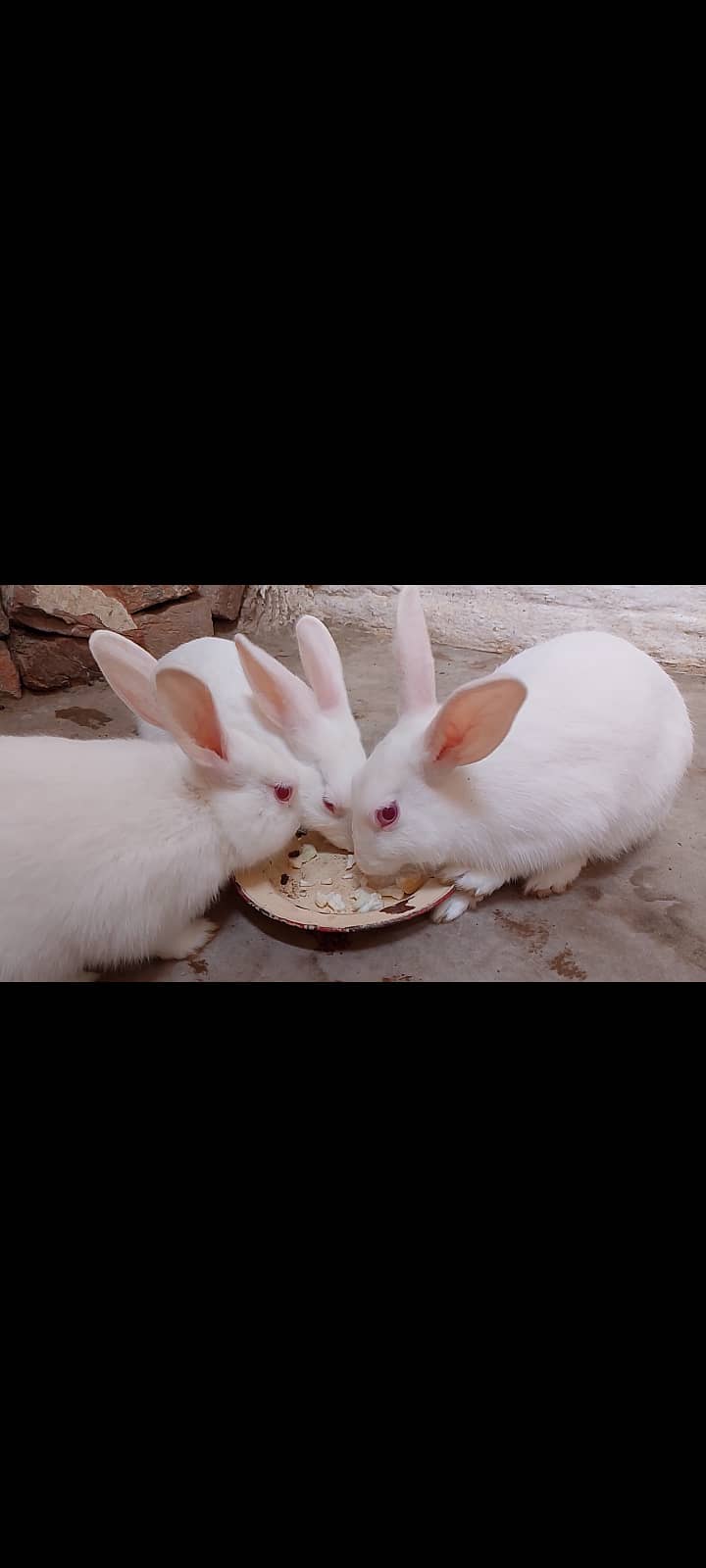 3 rabbit 2 male 1 female 1