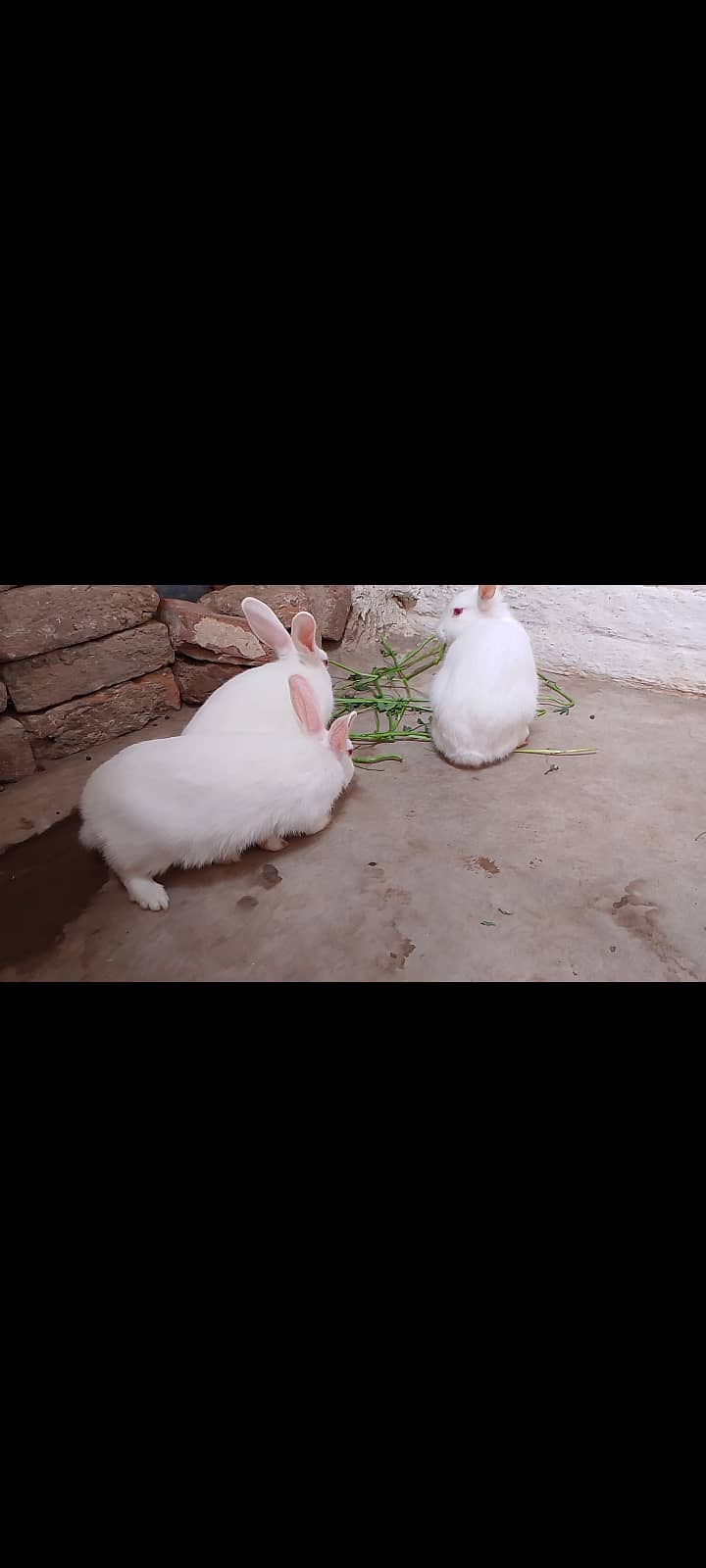 3 rabbit 2 male 1 female 2