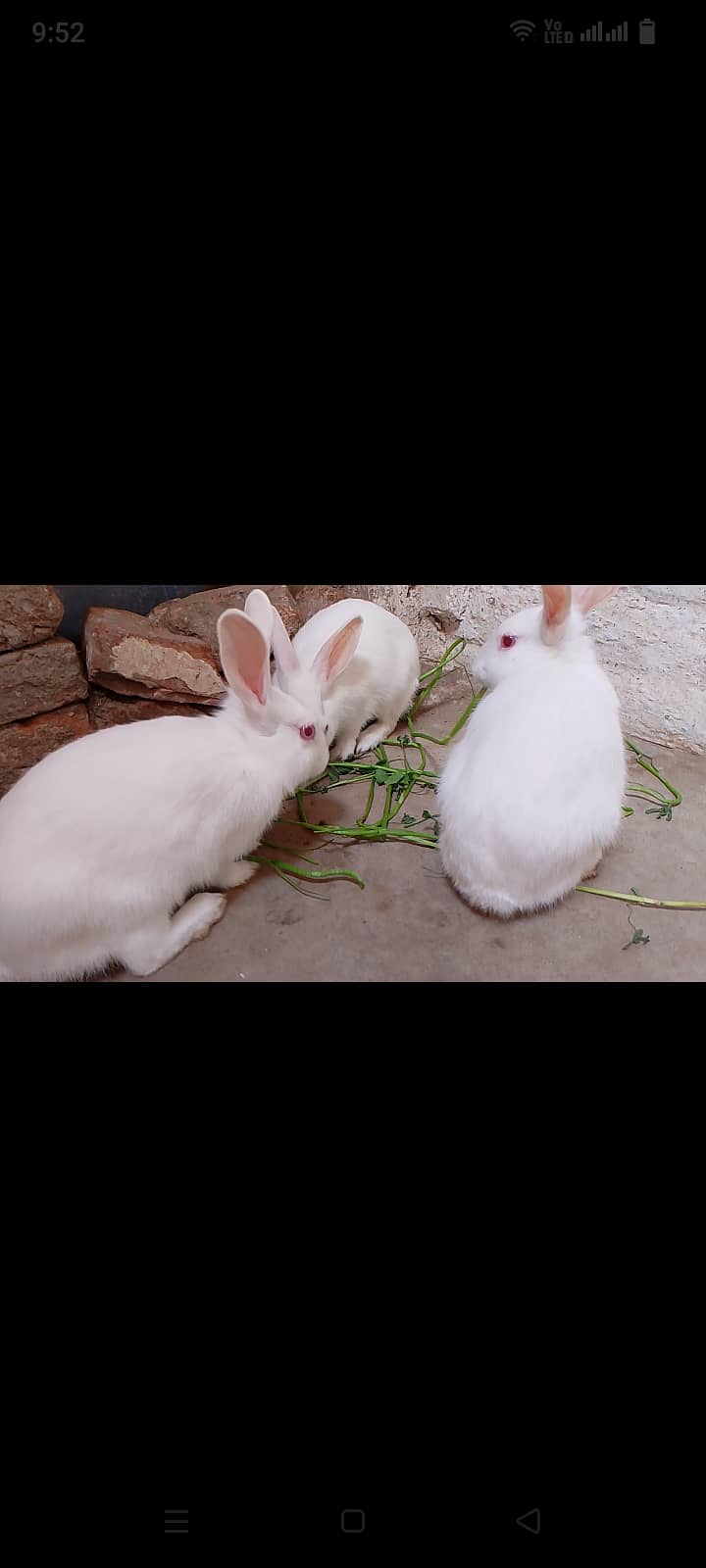 3 rabbit 2 male 1 female 3