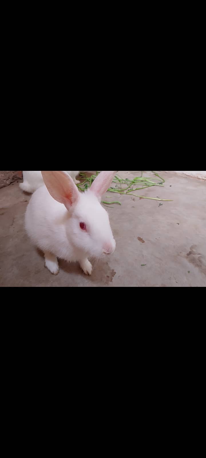 3 rabbit 2 male 1 female 4