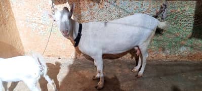 Bakri | Goat | Teddi | Taidi Bakri