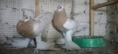 VIP. barider pair nakabposh. pair. ak. extra female Brown. whit lacky pa