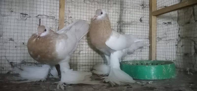 VIP. barider pair nakabposh. pair. ak. extra female Brown. whit lacky pa 0