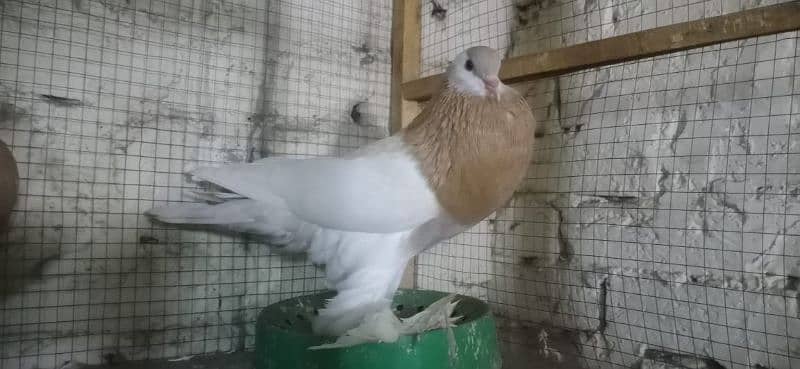 VIP. barider pair nakabposh. pair. ak. extra female Brown. whit lacky pa 1